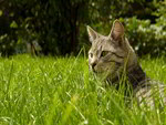 Cat-in-grass