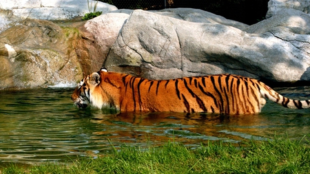 Swiming_Tiger