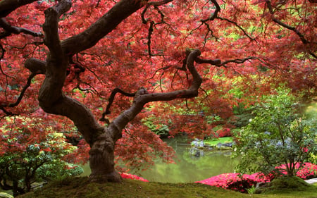 Beautiful Nature - flowers, nature, lake, plant, park, leaves