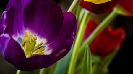 Beautiful_purple_flower - purple color, flower, red, garden