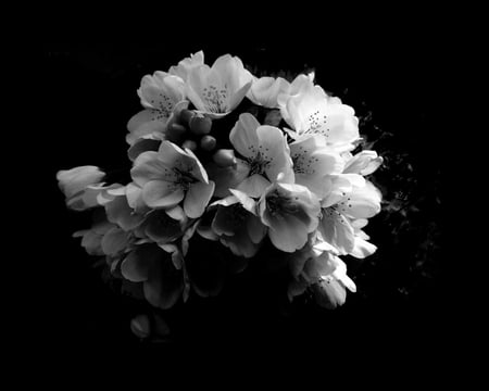 Black and White - blossoms, flower, bunch, black and white, sakura