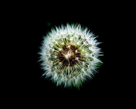 Dandelion - seed, white, macro, dandelion, flower