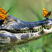 Crocodile with butterflies.