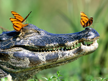 Crocodile with butterflies. - funny, cool, animals, crocodile, butterflies, butterfly, reptile, picture, insect