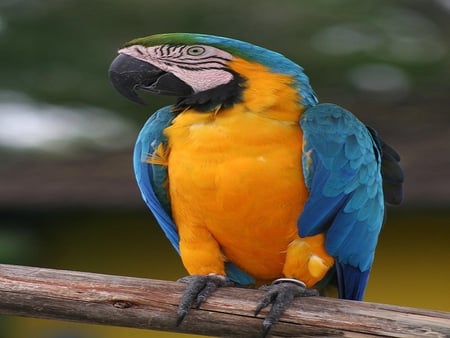 Parrot - animals, bird, parrot, colorful