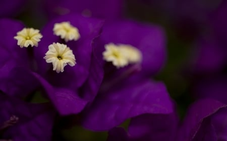 Bougainvillea - beauty, nature, purple, closeup, macro, photography, flower