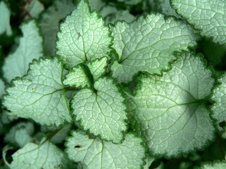 Green-Leaves - picture, cool, green, leaves