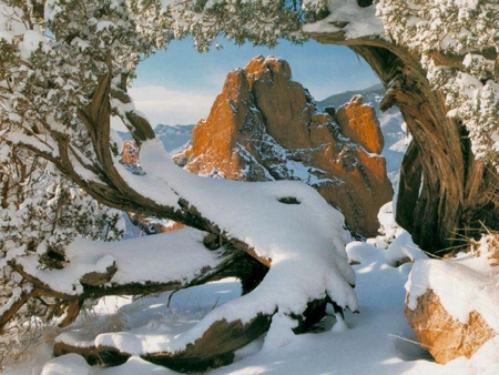 A Picture Framed Mountain - limbs, tree, mountain, snow