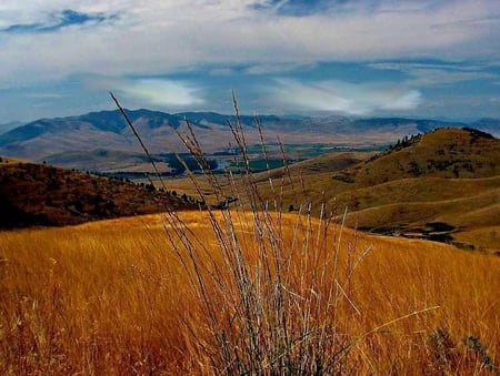 Golden Field - field, sky, mountain, golden