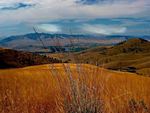 Golden Field