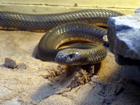 CENTRAL ASIAN COBRA