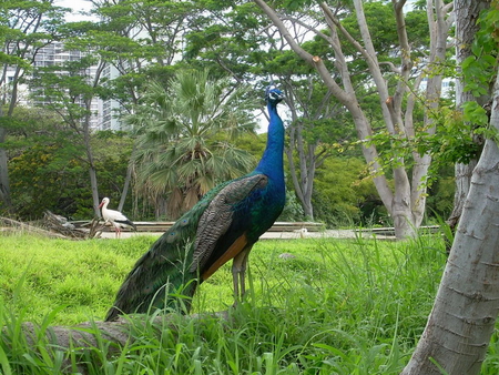 INDIAN PEACOCK - bird, peacock, blue, green