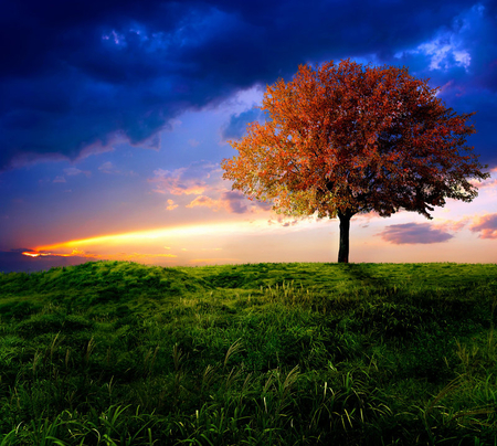 the_fires_of_autumn - nature, sky, autumn, clouds, tree, grass