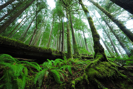 rain_forest - nature, trees, forest, rain, green