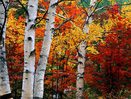 Birch forest - colorful, trees, birch, nature, colors, forest