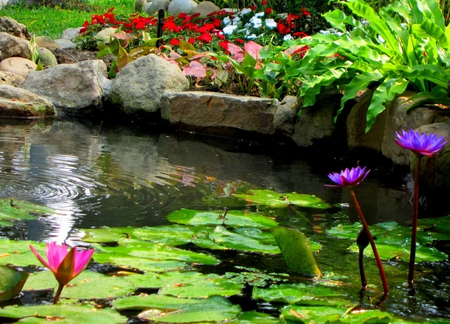 Lotus Pond - flowers, ripple, lotus leaf, stone