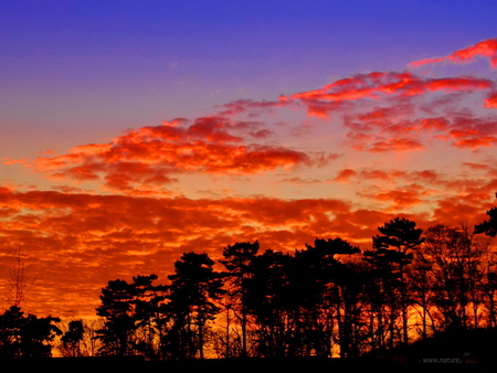 Burning sky - burn, clouds, trees, nature, fire, sky, contrast