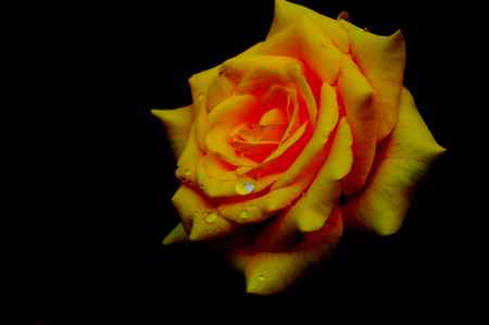 rose - yellow, 3d, wet, rose, flower