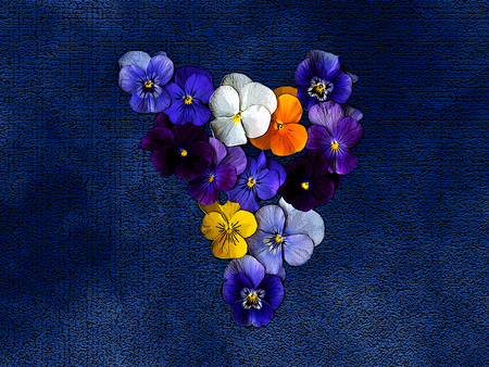 Pansies - nice, pretty, blue, flowers, pansies, harmony