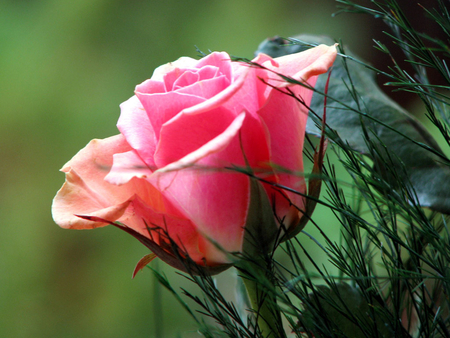 PINK ROSE - flowers, rose, nature, pink