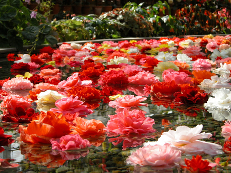 LAKE FLOWER - nature, colored, lake, flowers