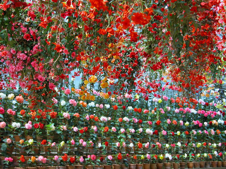 GARDEN WITH FLOWERS