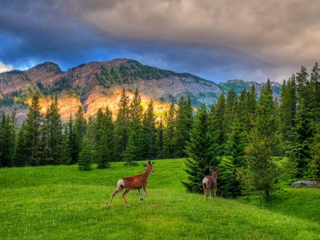 Deers in mountain - animals, nature, mountain, deers, golden peak