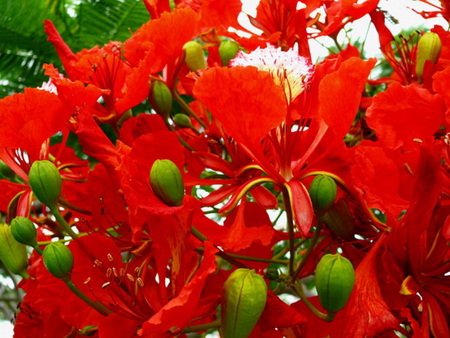 BEAUTIFUL RED FLOWERS - flowers, beautiful, red, tree