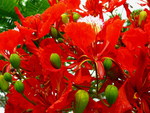 BEAUTIFUL RED FLOWERS