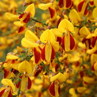 BEAUTIFUL BLOOMS