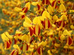 BEAUTIFUL BLOOMS