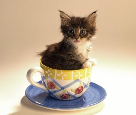 Cup of Cat - nature, animals, cats, cute, cup