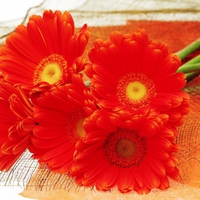 Flowers for my friend Talana.