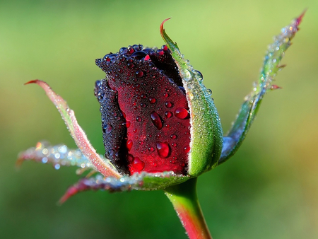 For your Dreams Luiza - flowers, nature, rainy, purple, beautiful, rain, drops, rose