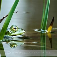 A Green froggy for my friend DI. (GREENFROGGY 1 )