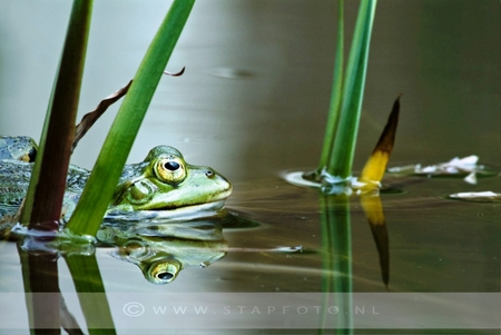 A Green froggy for my friend DI. (GREENFROGGY 1 ) - friend, animals, froggy, gift, nature, green