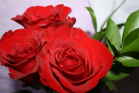 A special Welcome ~â™¥~ - love, special, magnificent, new friends, sunshine, fashion, bouquet, deep red, welcome, entertainment, gorgeous, forever, beautiful, green, friendship, red roses