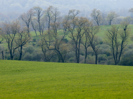 Landscape in the mist - landacpe, tree, nature, mist, grass