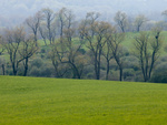 Landscape in the mist