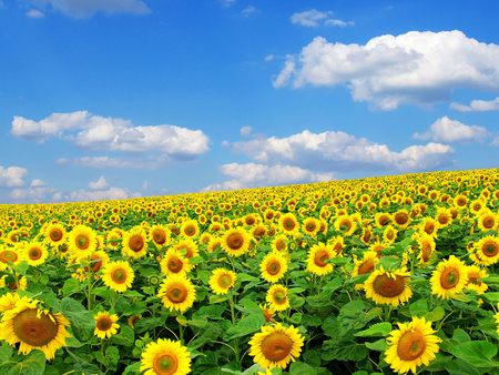 Sunflower for all! - sunflower, nature, field, flower