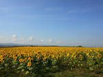 Sunflower field