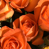 Orange Roses