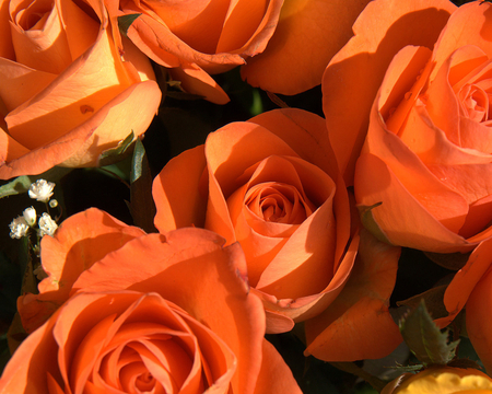 Orange Roses - nature, roses, photography, beautiful, orange, flowers, photo