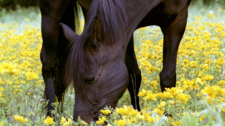 Beauty - amazing, special, beautiful, majestic, photoshop, beauty, horse, free, spirited, animal, horses, gorgeous