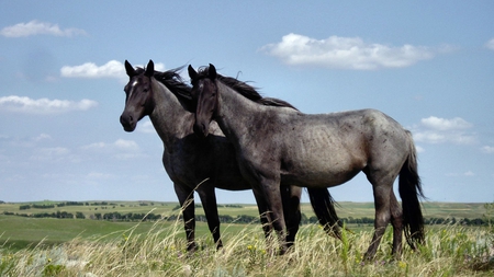 Majestic - beauty, special, majestic, horses, gorgeous, amazing, free, horse, beautiful, photoshop, spirited, animal