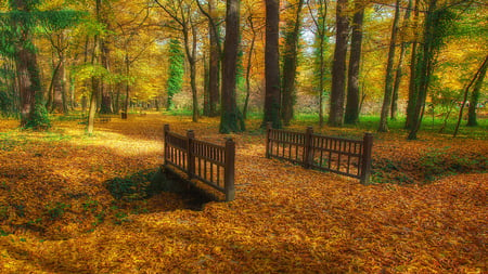 The Forest Floor - path, colorful, carpet, beautiful, autumn, walkway, bridge, leaves