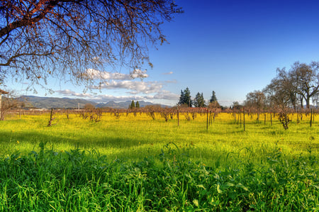 A Lovely Escape - clouds, trees, meadow, field, green grass, sky