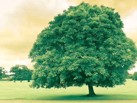 Trees - sky, tree, nature, landscape