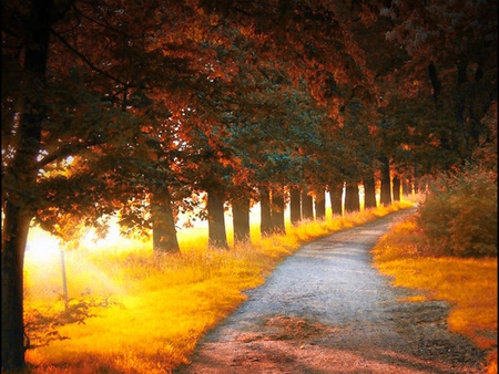 Autumn Trees - path, picture, beautiful, trees, autumn