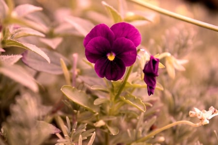 Viola - viola, flowers, flower, purple